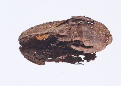 60 Impacto ambiental en vegetaciÃ³n